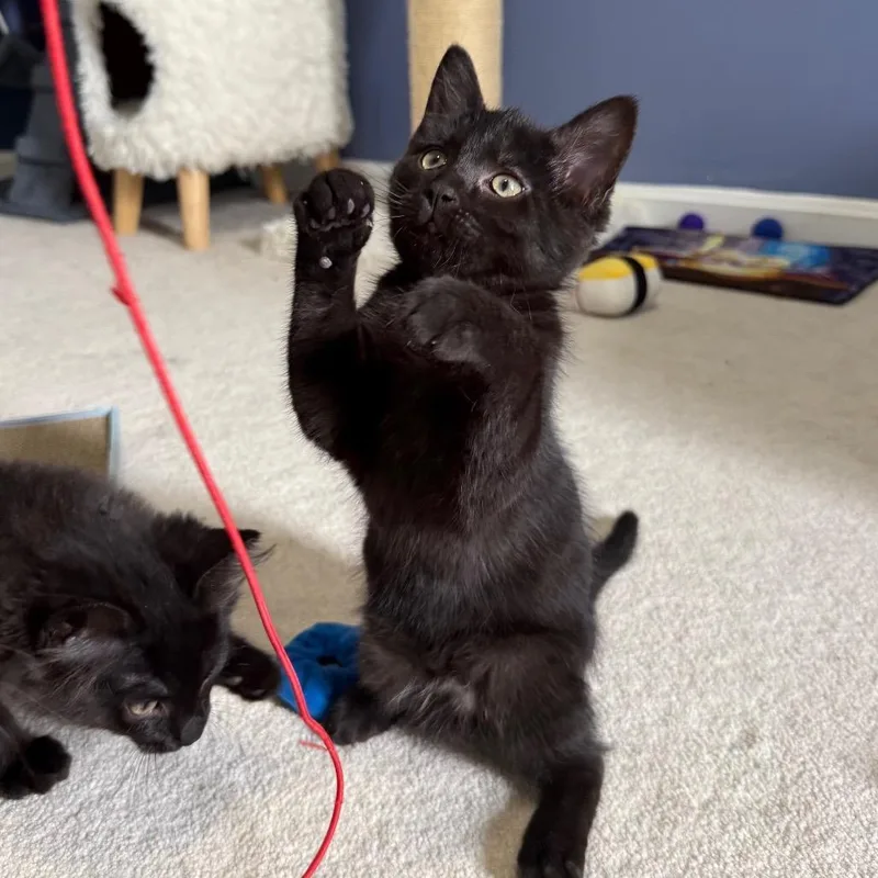 A baby small-sized female Black Domestic Short Hair cat named Kiwi for adoption in Gibsonia, PA