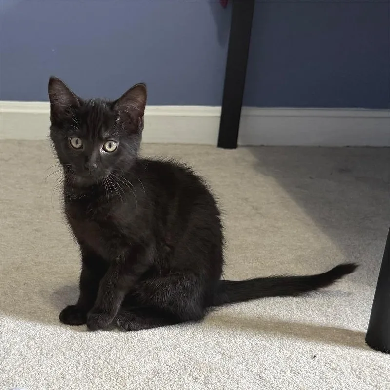Kiwi thumbnail 6