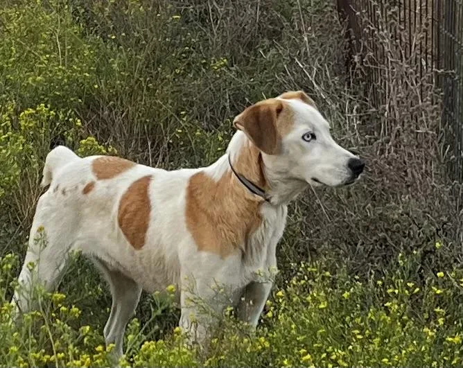 A young medium-sized male White / Cream Hound dog named Merlin for adoption in Burleson, TX