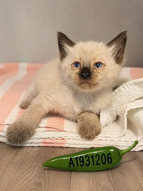 A baby small-sized male Domestic Short Hair cat named Serrano for adoption in Riverside, CA