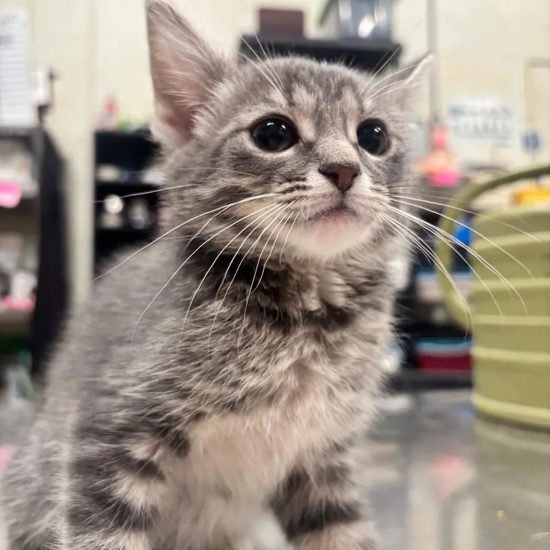 A baby small-sized female Gray / Blue / Silver Domestic Long Hair cat named Wasabi C for adoption in Napoleon, OH