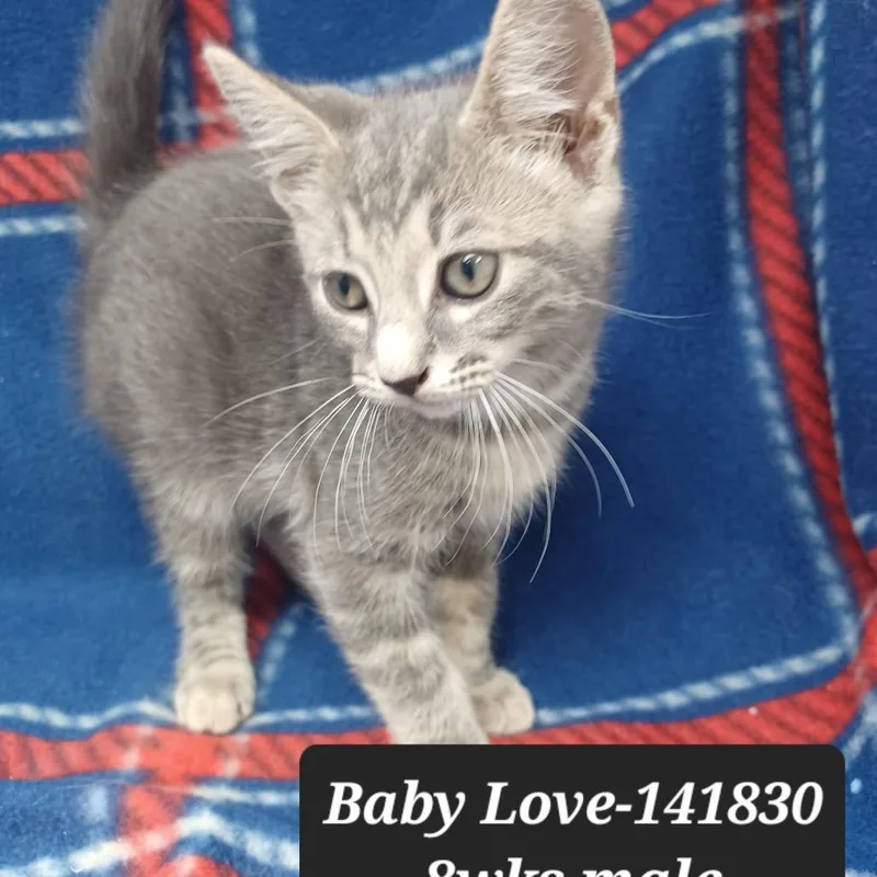 A baby small-sized male Domestic Short Hair cat named BabyLove for adoption in New Tazewell, TN