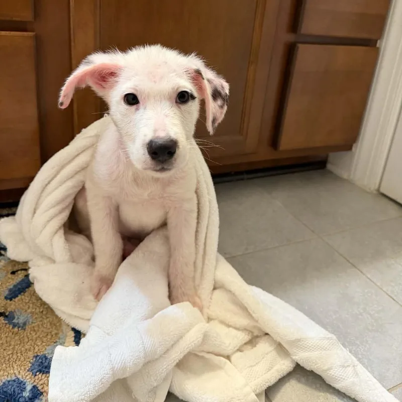 A baby medium-sized female White / Cream Mixed Breed dog named Beatrice for adoption in Fredericksburg, VA