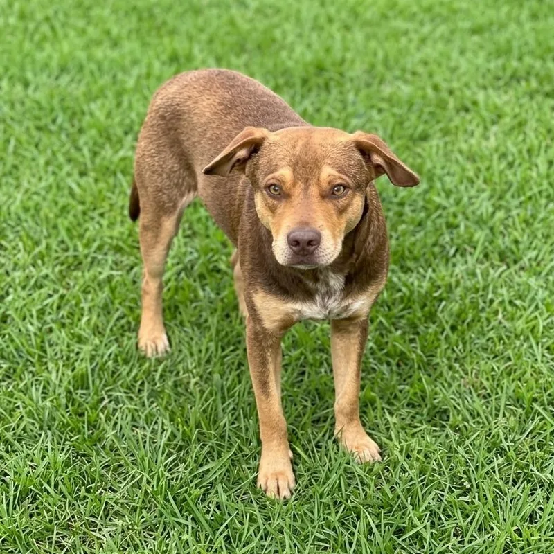 A young medium-sized male Brown / Chocolate Labrador Retriever dog named Boston for adoption in Southport, CT