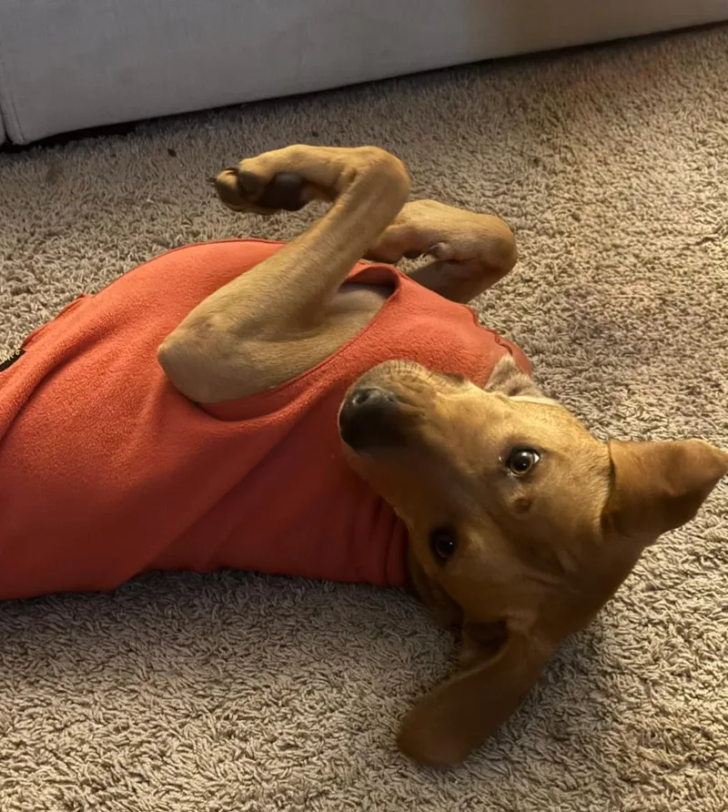 Rockie Hound thumbnail 2