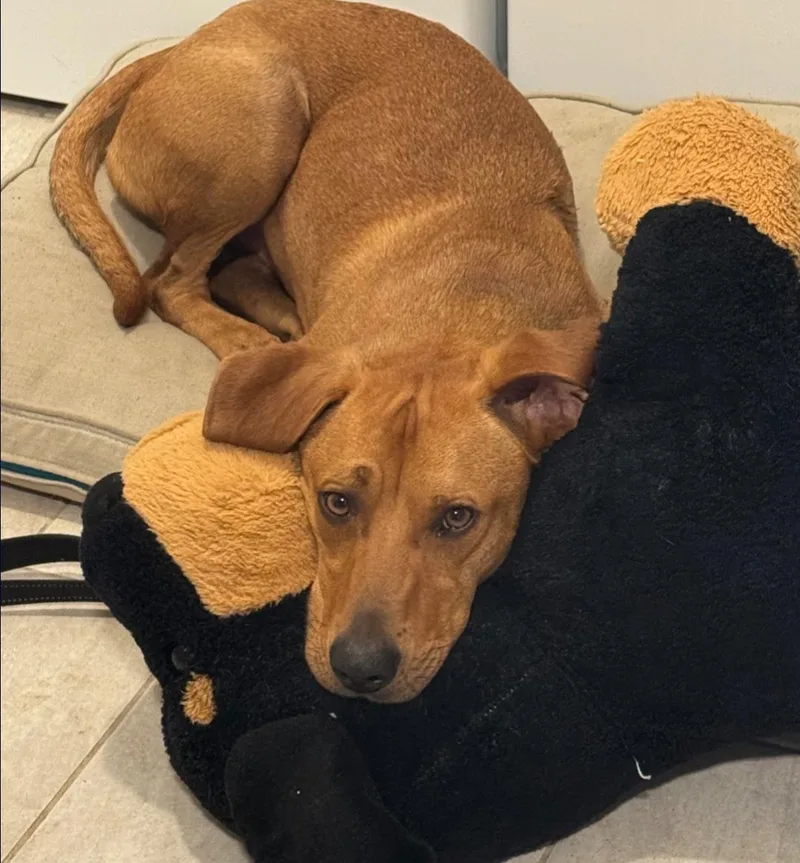 Rockie Hound thumbnail 3