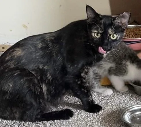 A young medium-sized female Tortoiseshell cat named Nat for adoption in Plain City, OH