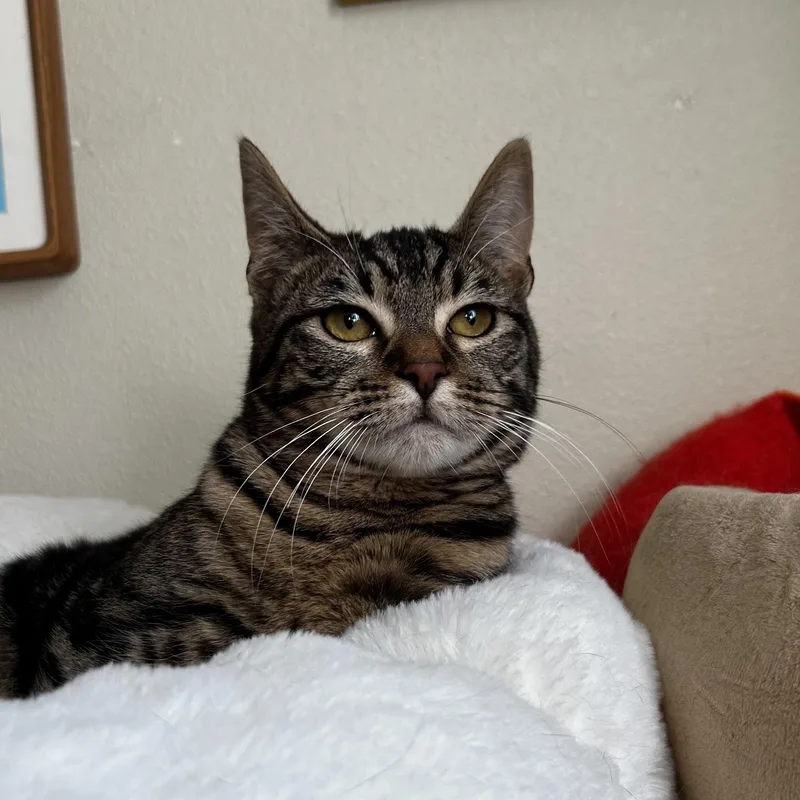 A young medium-sized male Tabby (Brown / Chocolate) Domestic Short Hair cat named Zolo Rogue for adoption in Portland, OR