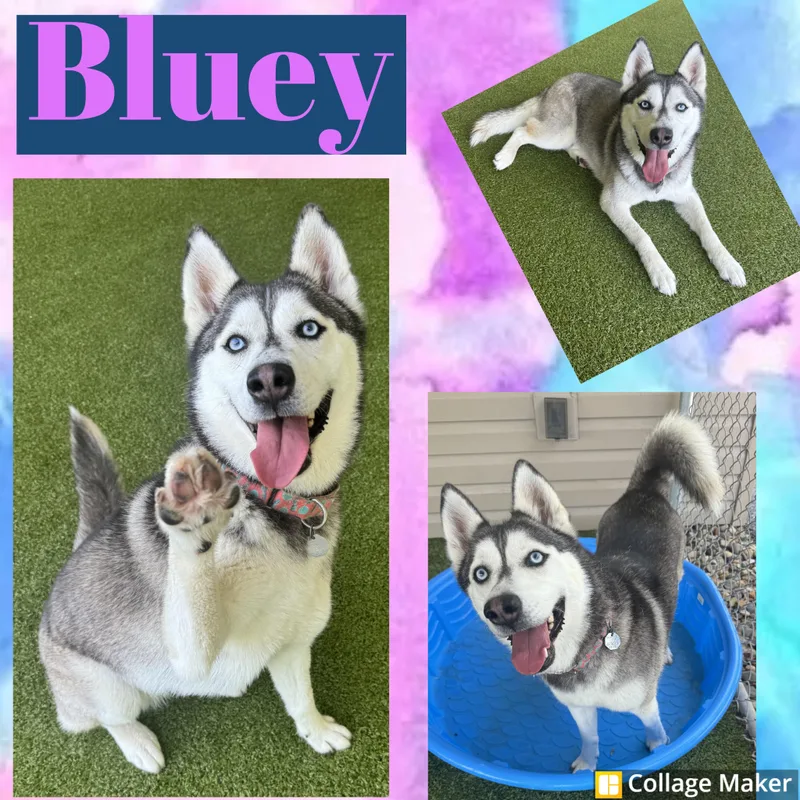 An adult medium-sized female Black Husky dog named Bluey for adoption in Clearfield, PA