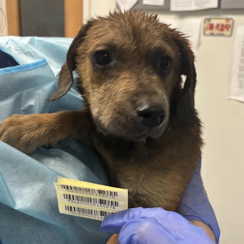 A baby small-sized male Brown / Chocolate Mixed Breed dog named Veggie for adoption in Charleston, WV