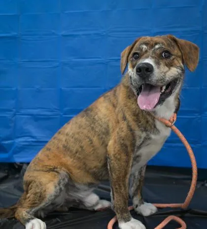 An adult large-sized male Mixed Breed dog named Clarence for adoption in Cumming, GA