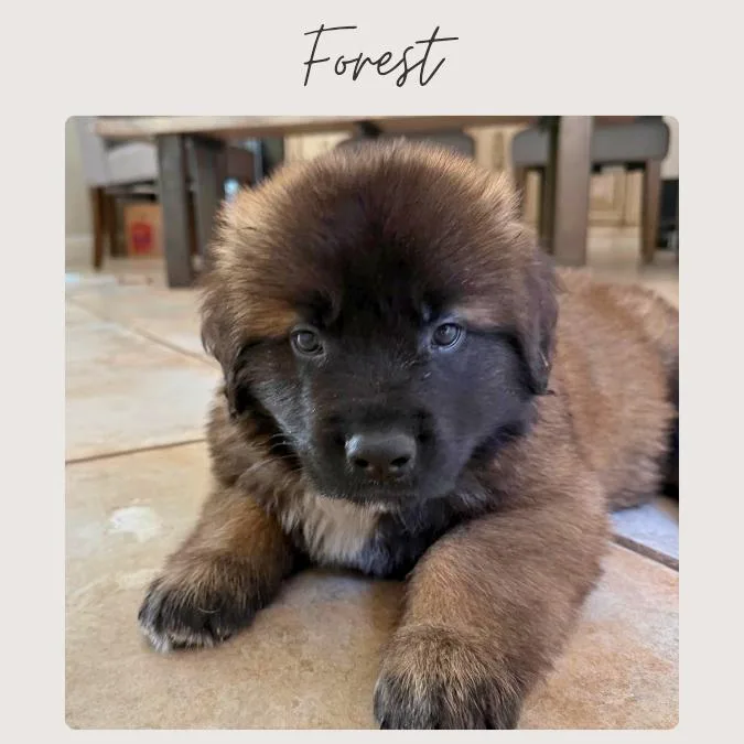 A baby small-sized male Brown / Chocolate Leonberger dog named Forest for adoption in San Juan Capistrano, CA