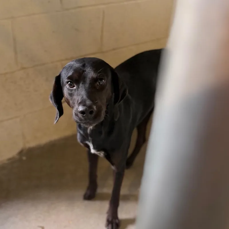 A young medium-sized male Black Labrador Retriever dog named Cal for adoption in Starkville, MS