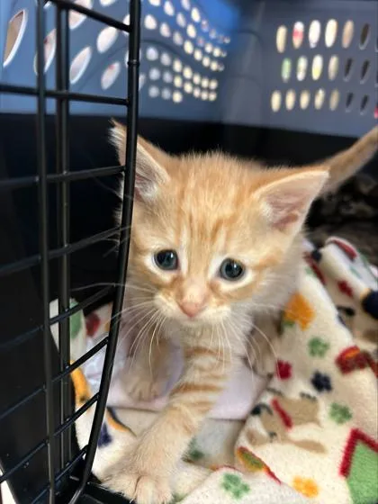 A baby small-sized male Domestic Short Hair cat named Simba for adoption in Fishers, IN
