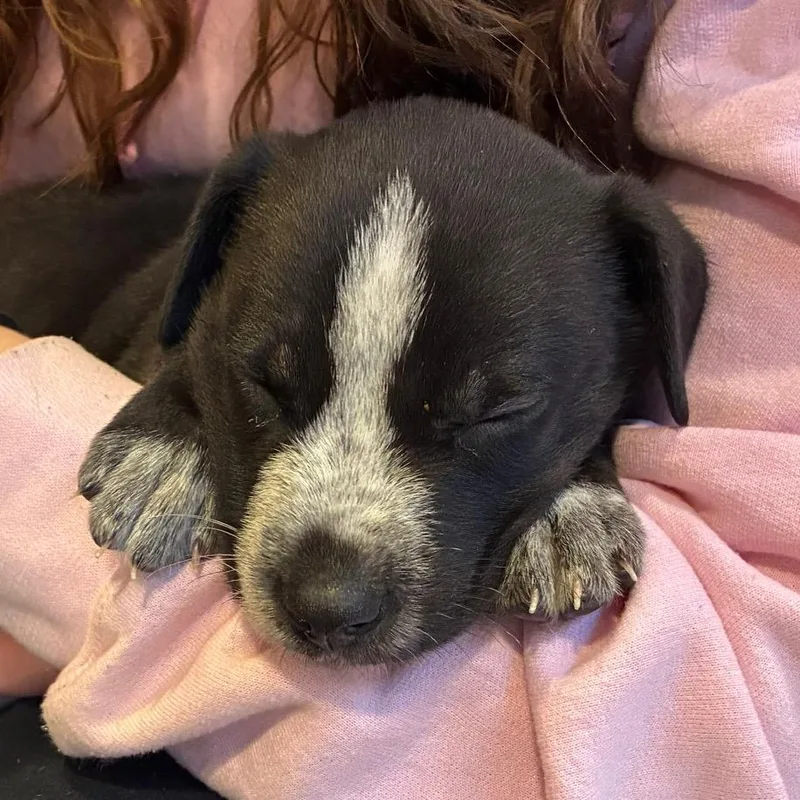 A baby medium-sized male Shepherd dog named Gordon for adoption in Alexandria, VA