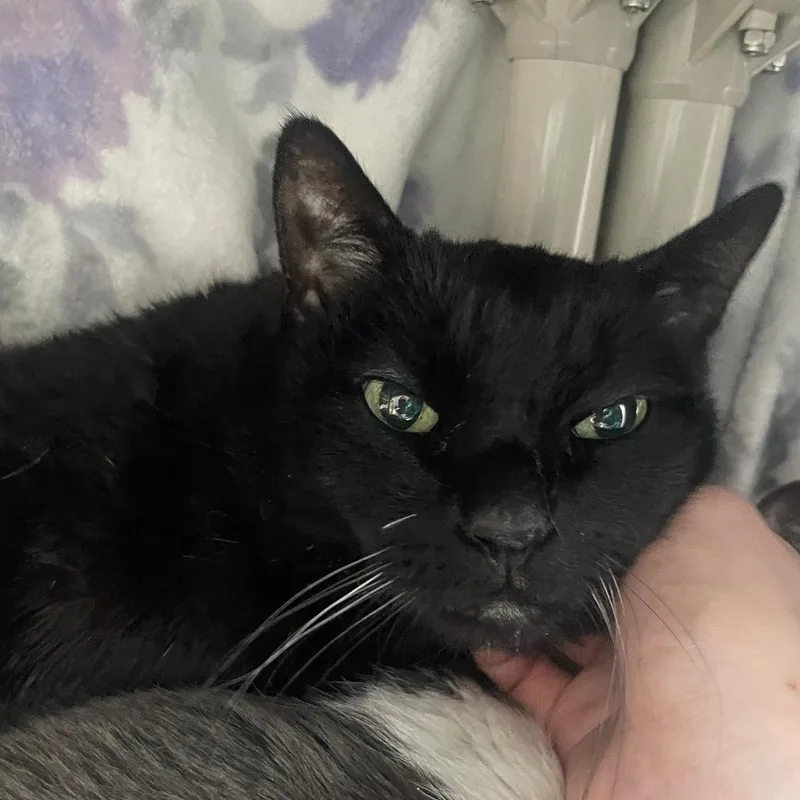 A senior large-sized female Black Domestic Short Hair cat named Belize for adoption in Chicago, IL