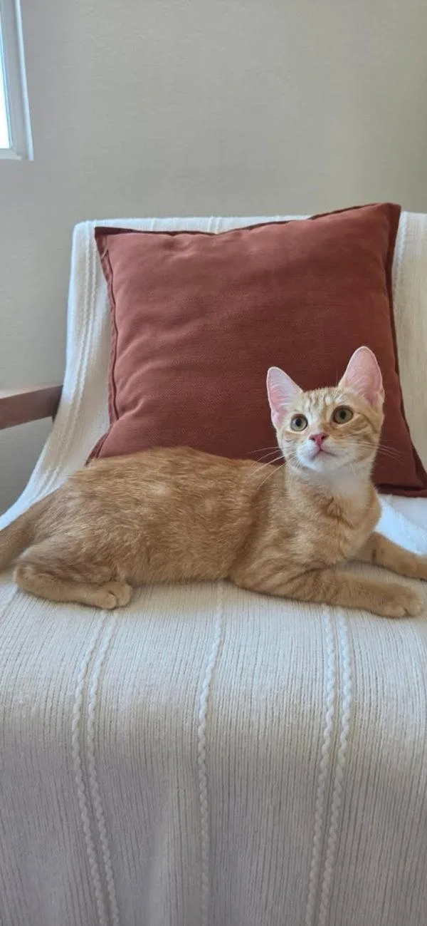 A young small-sized male Domestic Short Hair cat named Tanner for adoption in Bonsall, CA