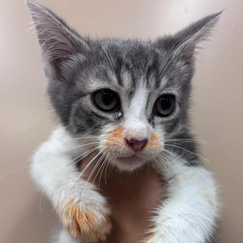 A baby small-sized male Gray / Blue / Silver Domestic Short Hair cat named Pelican for adoption in Santa Barbara, CA