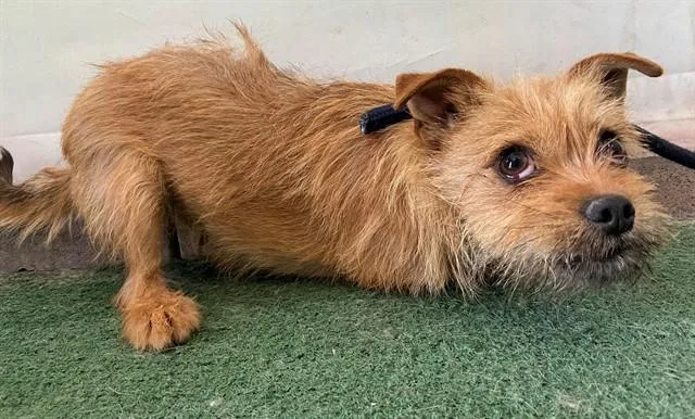 A young medium-sized female Terrier dog named Lady for adoption in Baldwin Park, CA