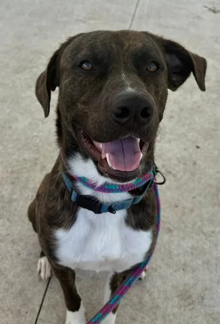 A young large-sized male Mixed Breed dog named Woody for adoption in Palmetto, FL