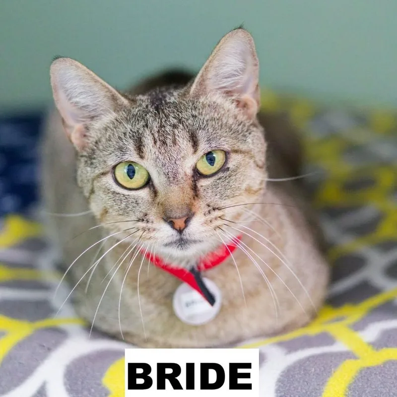 A young medium-sized female Domestic Short Hair cat named Bride for adoption in Zimmerman, MN