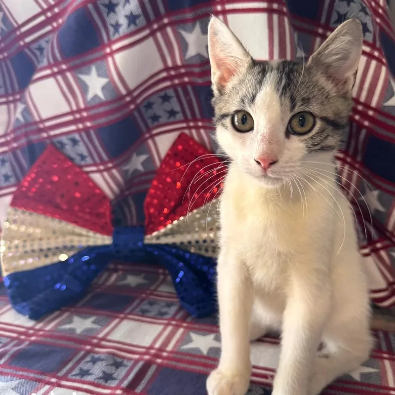 A baby small-sized male White Domestic Short Hair cat named Valentino for adoption in TITUSVILLE, FL