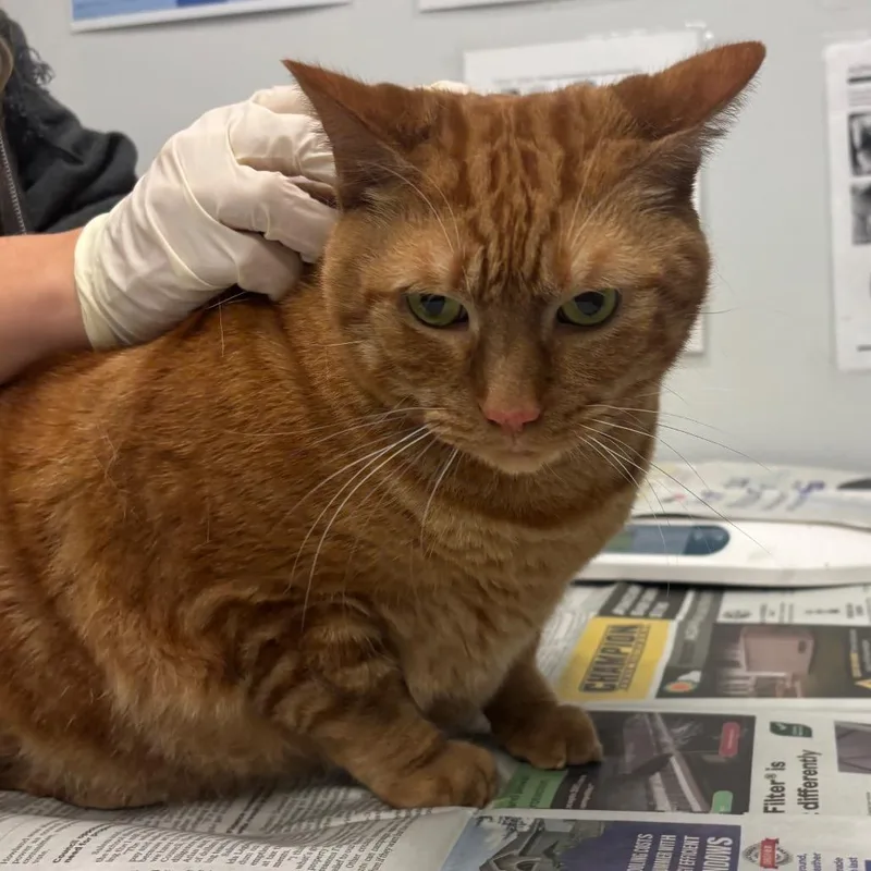 An adult extra large-sized male Orange / Red Domestic Short Hair cat named Garfield for adoption in Jacksonville, FL