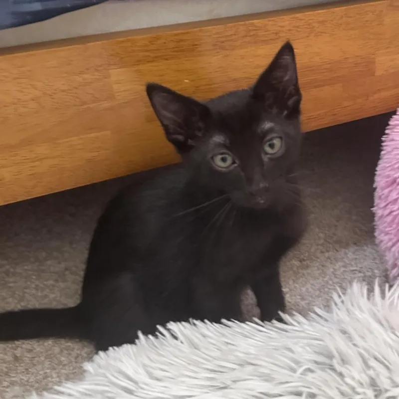 A baby small-sized male Black Domestic Short Hair cat named Vince for adoption in Prosper, TX