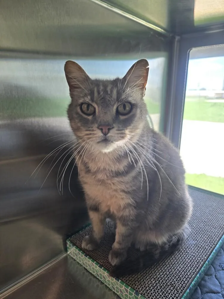 An adult large-sized female Domestic Short Hair cat named Ellie Mae for adoption in Wellington, KS