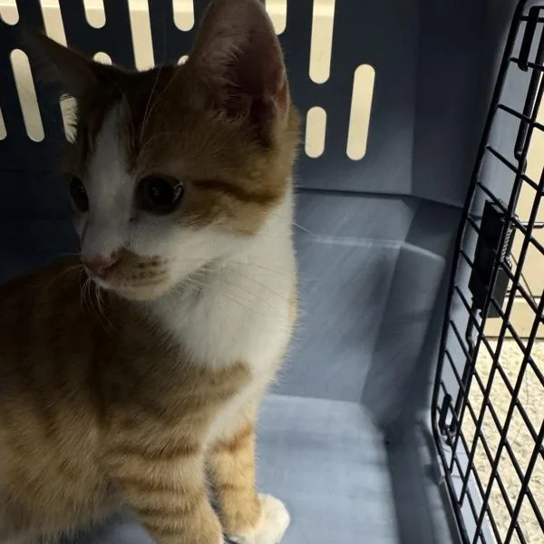 A baby small-sized male Domestic Short Hair cat named Myles for adoption in Des Moines, IA