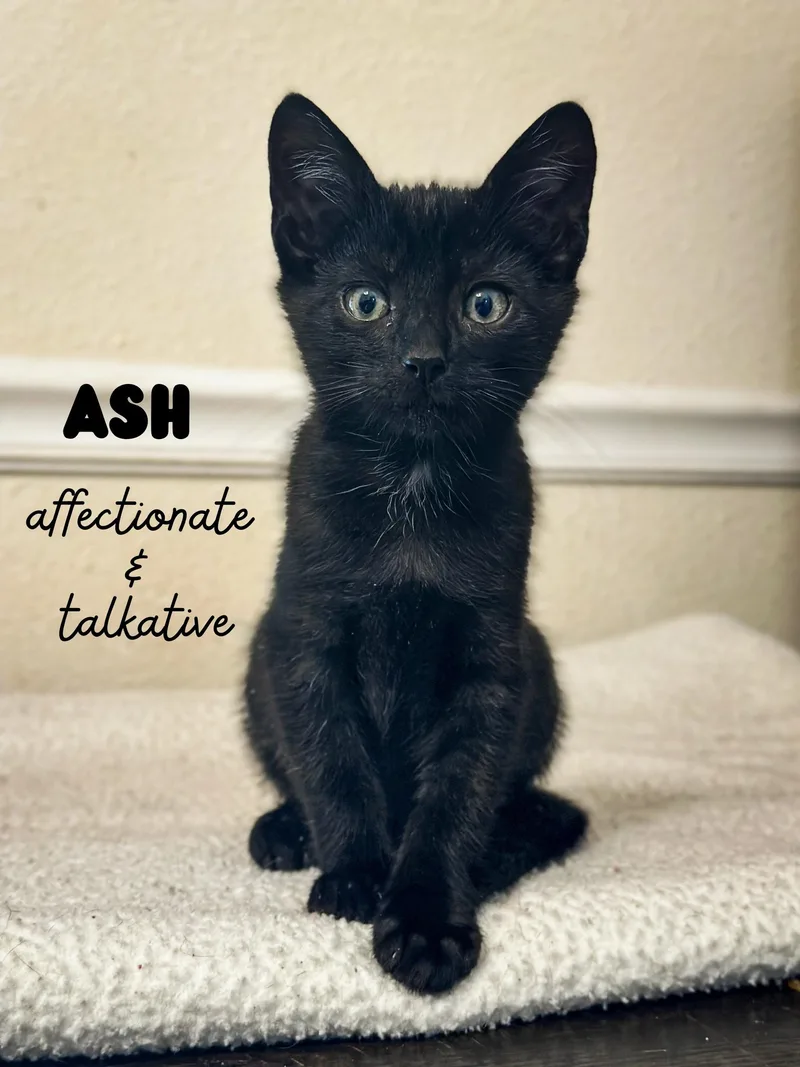 A baby medium-sized male Black Domestic Short Hair cat named Ash for adoption in Sonora, CA