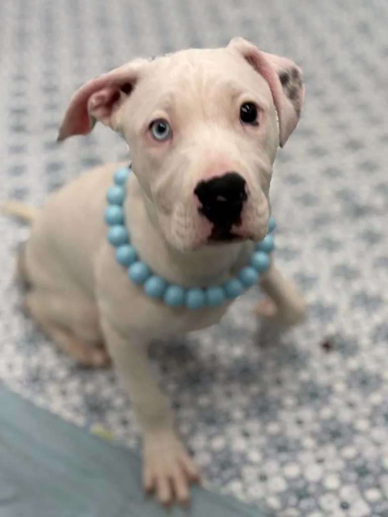 A baby medium-sized female Mixed Breed dog named Bali for adoption in Detroit, MI