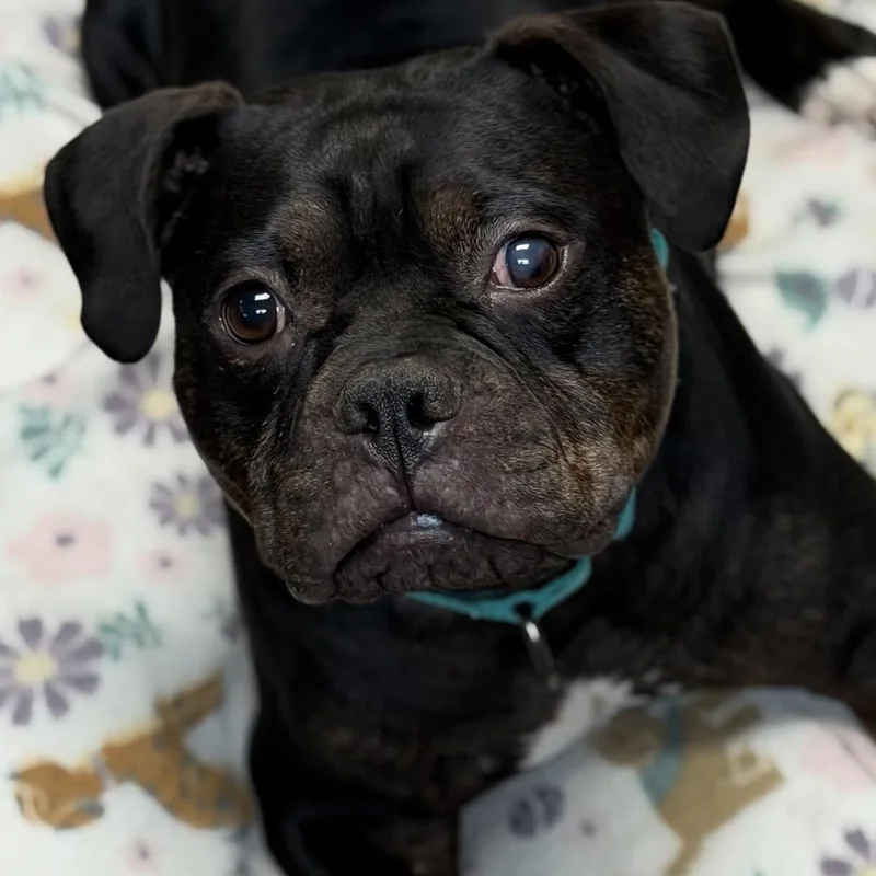 An adult medium-sized male Black Mixed Breed dog named Hobbit  Arriving In for adoption in Berwick, ME