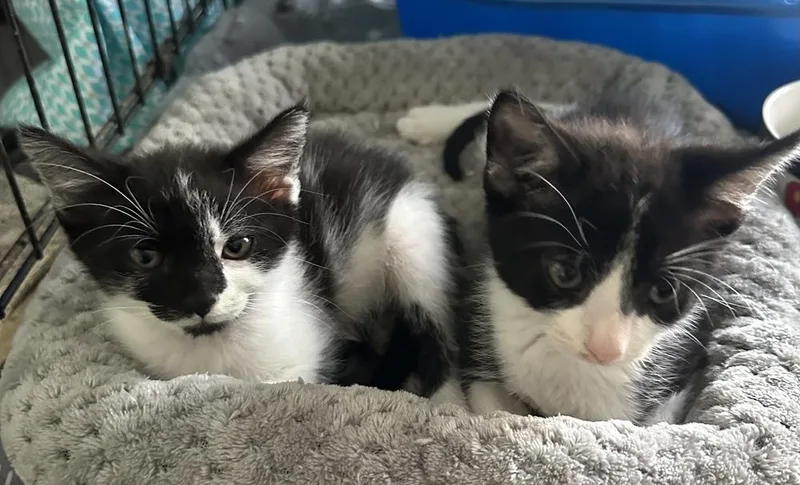 A baby small-sized female Black & White / Tuxedo Domestic Short Hair cat named Brisa for adoption in Orlando, FL