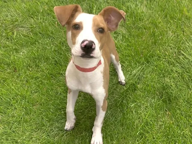 A young medium-sized female Pointer dog named Skye for adoption in Fort Lauderdale, FL