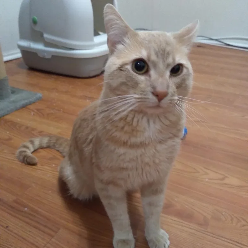 An adult large-sized male Buff / Tan / Fawn Domestic Medium Hair cat named Max for adoption in Philadelphia, PA