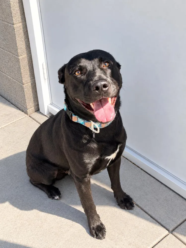 An adult large-sized male Tricolor (Brown, Black, & White) Mixed Breed dog named Dougles for adoption in Stockton, CA