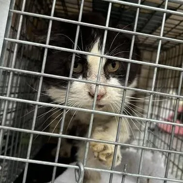 A senior medium-sized male Black Domestic Short Hair cat named Gerald for adoption in Bristol, IN
