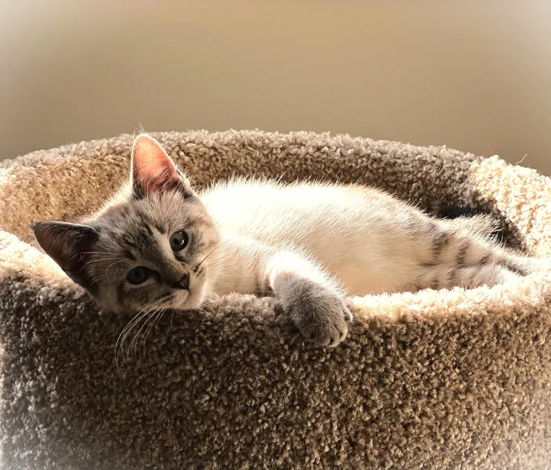 A baby small-sized male Siamese cat named Cinder aka "Cindy" for adoption in Mankato, MN