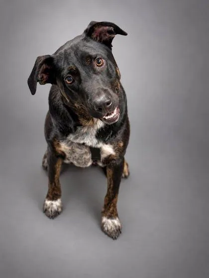 A young medium-sized male Pit Bull Terrier dog named Bodi for adoption in Bowling Green, KY