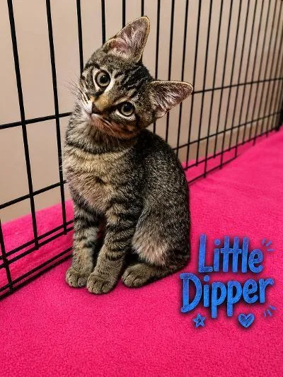 A baby medium-sized male Tabby (Brown / Chocolate) Domestic Short Hair cat named Little Dipper for adoption in Mokena, IL