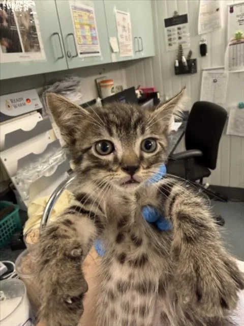 A baby small-sized male Brown / Chocolate Domestic Short Hair cat named Berlioz for adoption in Woodland, CA