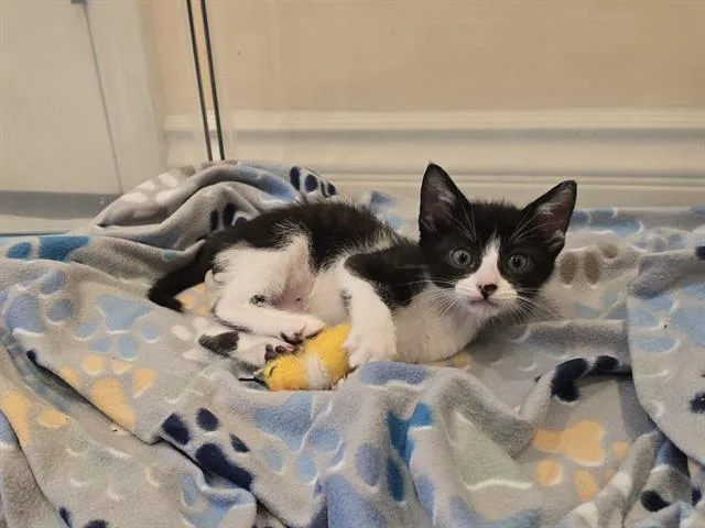 A baby small-sized male Domestic Short Hair cat named Freckles for adoption in Camarillo, CA
