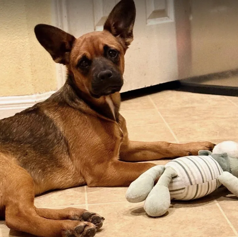 A baby medium-sized female Bicolor French Bulldog dog named Daisy for adoption in Georgetown, TX