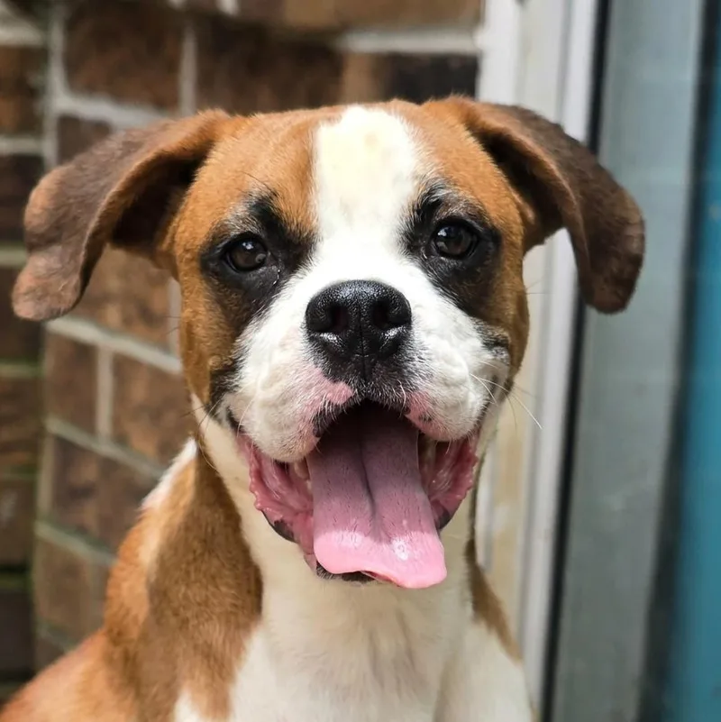 A young medium-sized female Yellow / Tan / Blond / Fawn Boxer dog named Daisy for adoption in Athens, AL