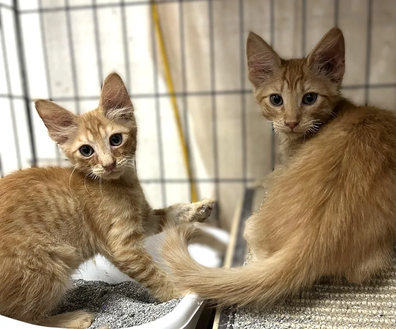 A baby medium-sized male Tabby (Orange / Red) Domestic Short Hair cat named Mike and Ike for adoption in Shingletown, CA