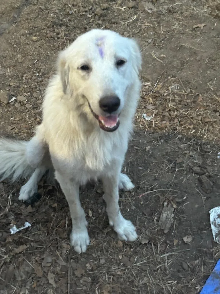An adult large-sized female Great Pyrenees dog named Rory Mom to for adoption in Quinlan, TX