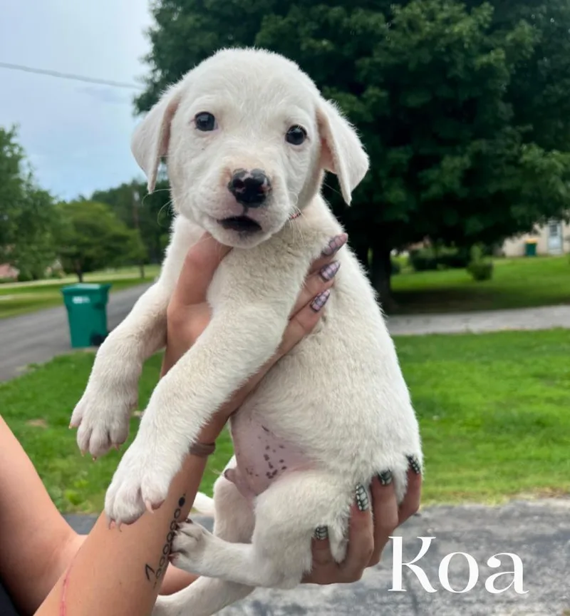 A baby large-sized male White / Cream Mixed Breed dog named Koa for adoption in Spring hill, TN