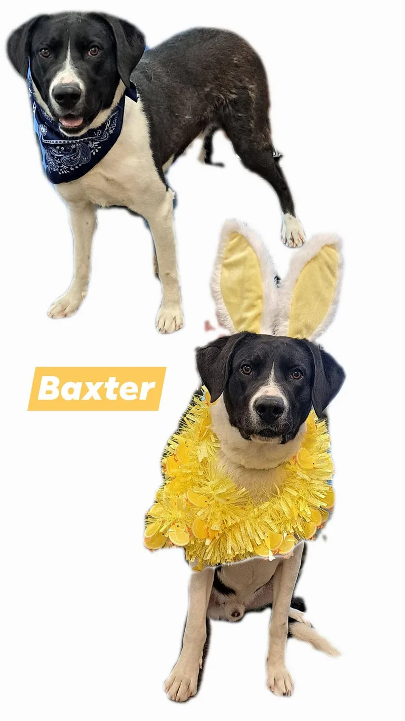 Baxter thumbnail 2
