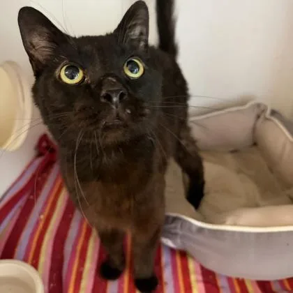 A young medium-sized male Domestic Short Hair cat named Goober for adoption in Janesville, WI